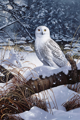 Snowy Owl from Northcott