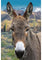 Hoffman Call Of The Wild : Donkey W5511-700-Rusty
