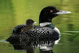 Loon Love Panel 24in x 14in