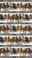Stallion Border Stripe DP26811-92
