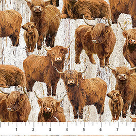 Highland Home : Cows