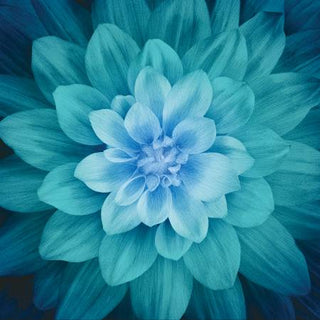 Hoffman Dream Big : Teal