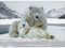 Hoffman Call Of The Wild : Frost (Polar Bears) 25375-113