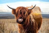 Hoffman Call Of The Wild : Highland Cow W5422-39-Rust