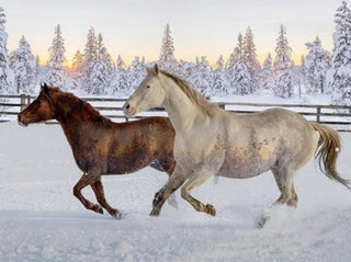 Hoffman Call Of The Wild : Horse Panel Sunset W5377-151