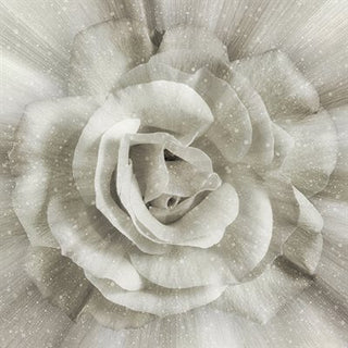 Hoffman Dream Big Rose : Ivory Panel