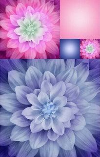 Hoffman Kablooms : Hydrangea