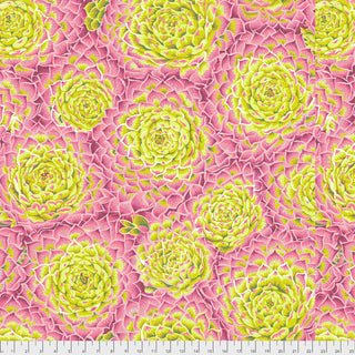 Kaffe Fassett : Succulent Lime PWPJ091.limex