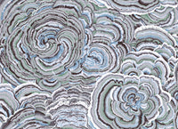 Kaffe Fassett : Tree Fungi 108" Backing QBPJ001.contrast