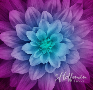Hoffman Dream Big : Aurora